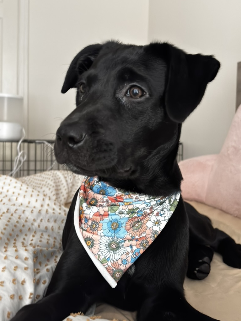 After every chaotic day, I find calm in golden skies and Lily's presence.